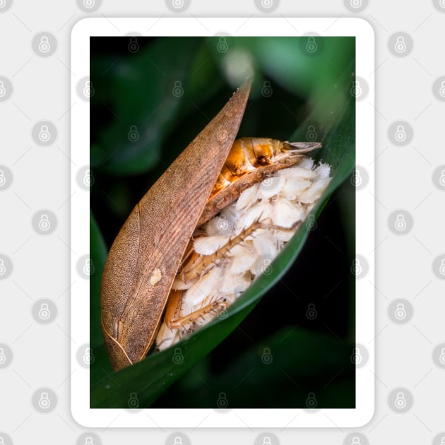 A beautiful forest cockroach (Ectobius sylvestris) with its brood Sticker by AvonPerception